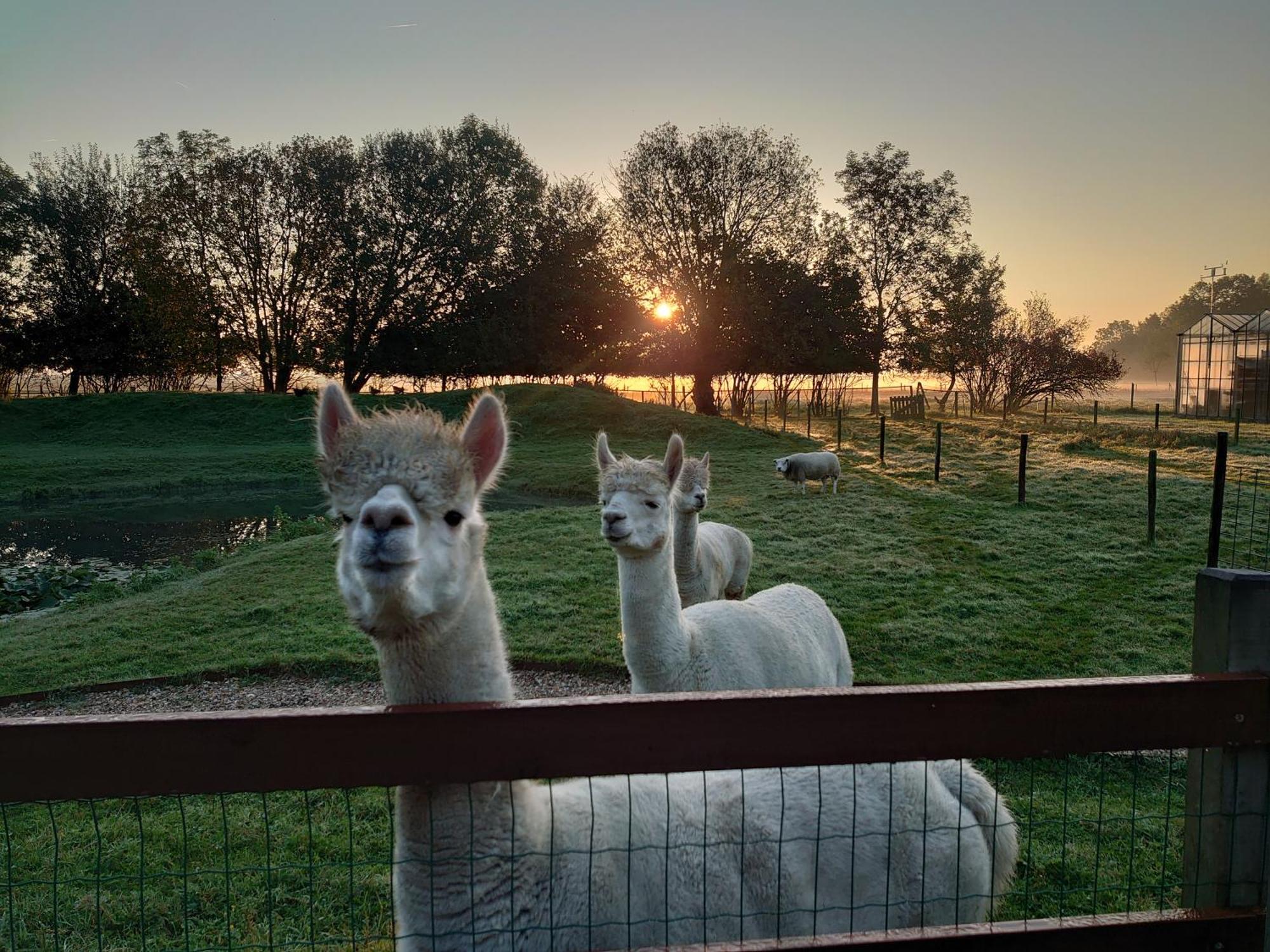Hof Van Maldegem Kortgene Exteriér fotografie